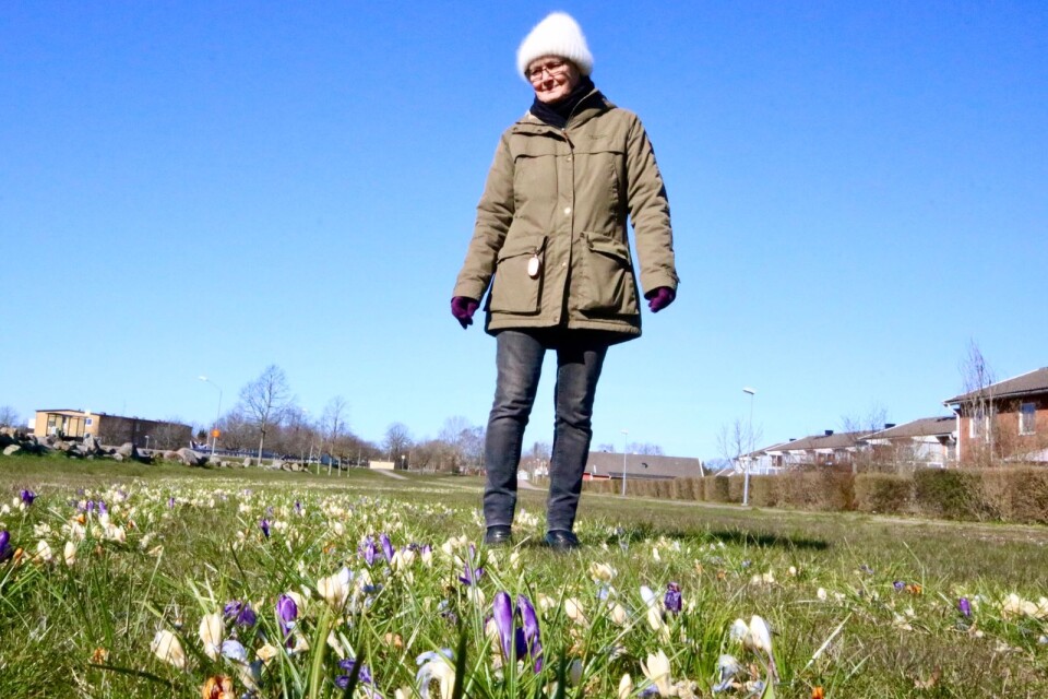 I höstas planterades 130 000 krokuslökar som nu slingrande blommar längs infarten till 200-årsfirande Mörbylånga. ”Vi valde lökar som blommar i tio år”, säger Sandra Brunsberg från trädgårdsgruppen.
