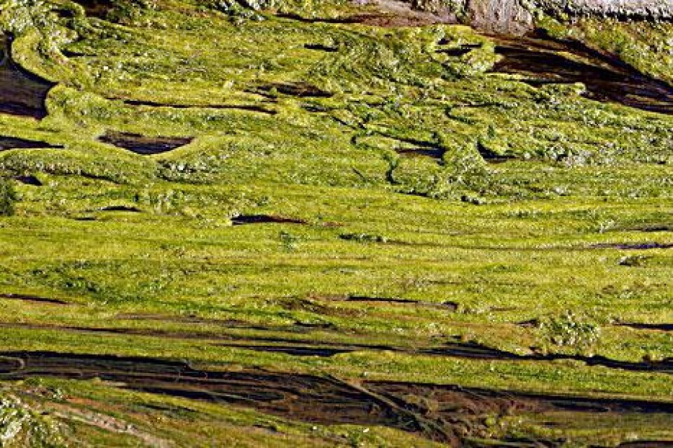 Grön sörja. Otrevliga alger i havet kan bli nyttig energi på land.