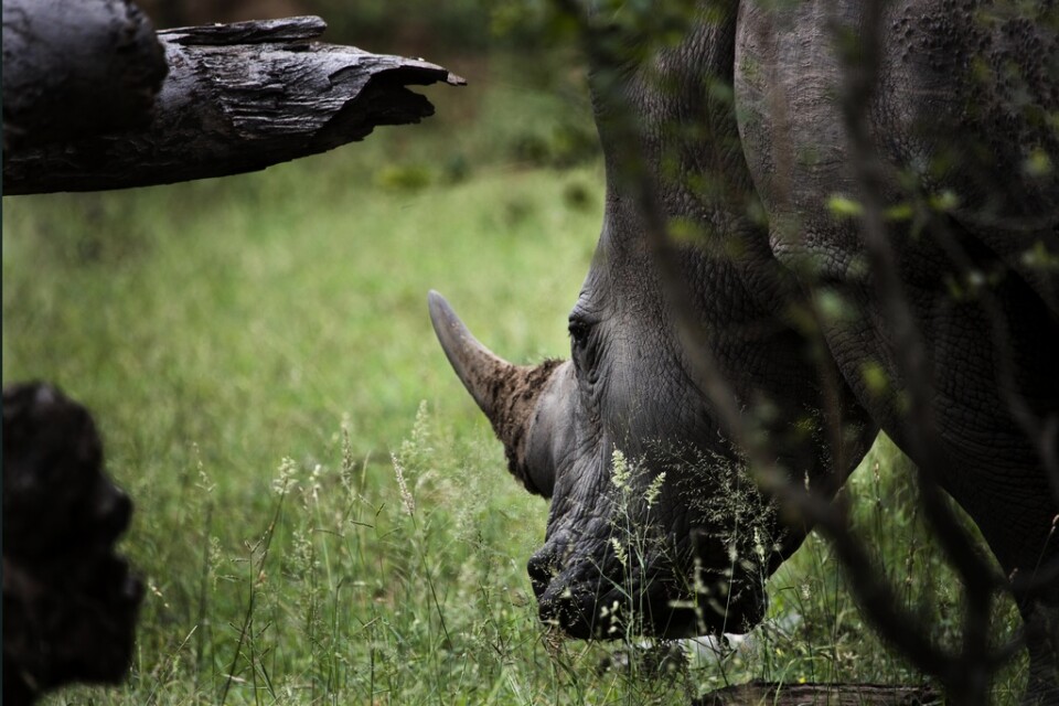Världens största noshörningspark och noshörningarna i den har sålts. Arkivbild.