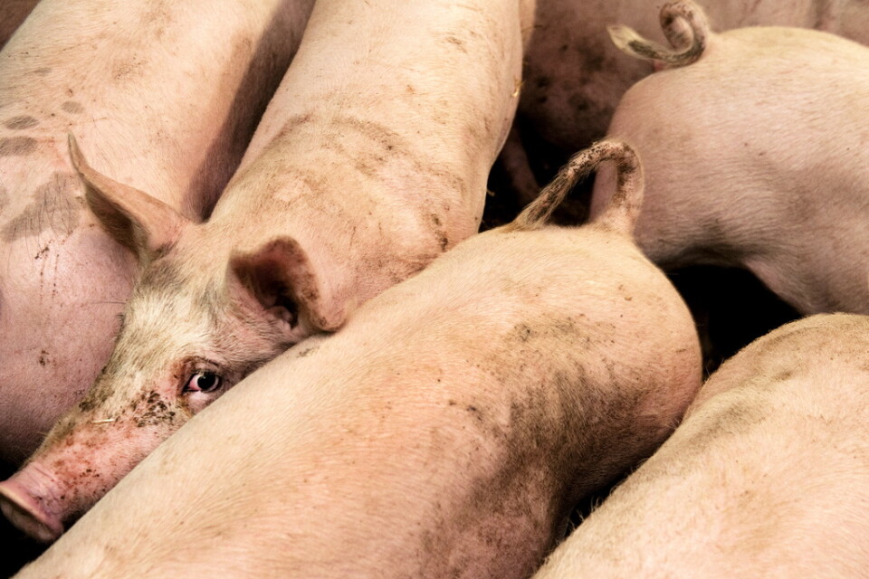 95|000 grisar ska avlivas efter att deras grisgård drabbats av svinpest. Arkivbild på helt andra grisar.