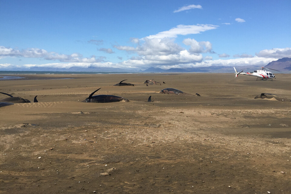För andra gången på kort tid har grindvalar dött efter att han strandat på Island. Bilden är från den 18 juli då ett 50-tal valar hittades döda.