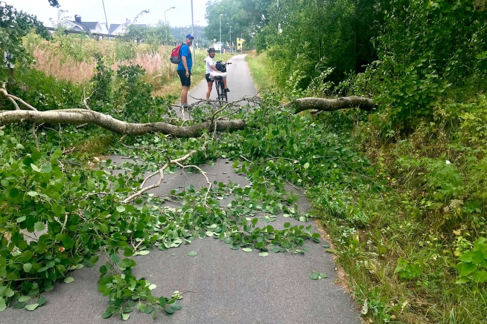 Ett träd föll under eftermiddagen ner över banvallen precis efter Villastaden mot Hökerum. Foto: Maria Hellqvist