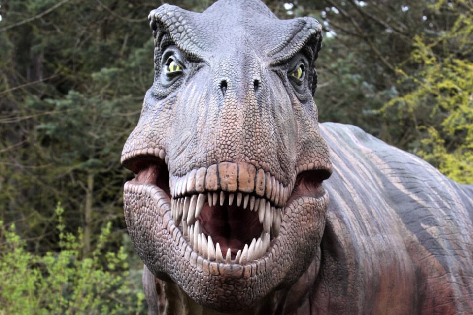 En kopia av en Tyrannosaurus rex, dinosaurien T-rex, som finns på Woodland Park Zoo i Seattle i USA. Arkivbild.