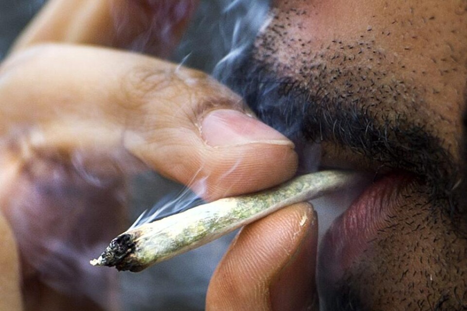 Cuf vill legalisera cannabis för eget bruk.