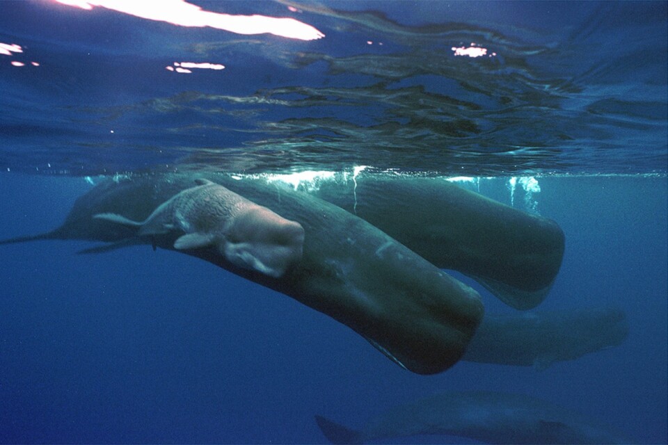 Under ytan har livet – inklusive kaskelottvalarna – frodats under Italiens nedstängning. Arkivbild.