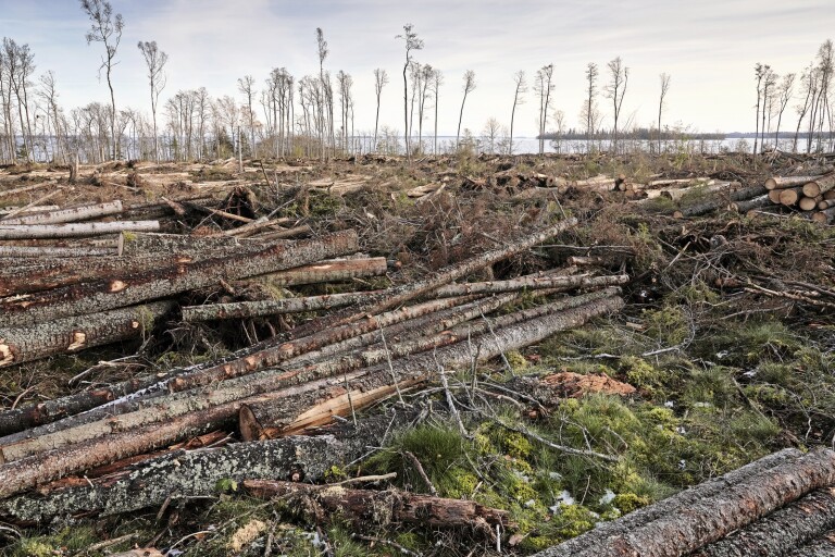 Skydda de svenska skogarna