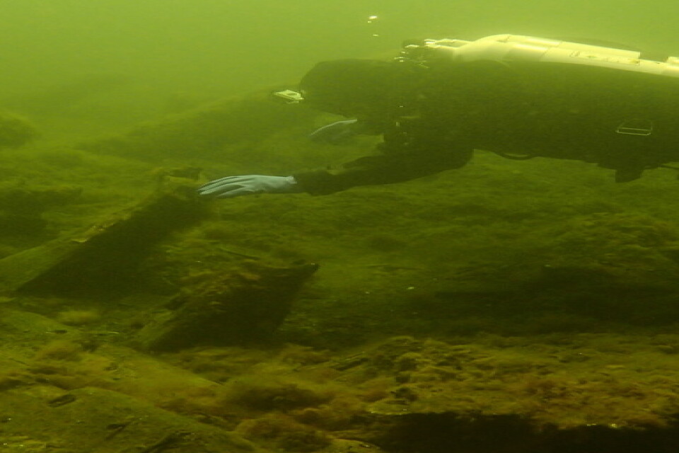 På bilden från 2015 undersöks Gribshunden av dykare.