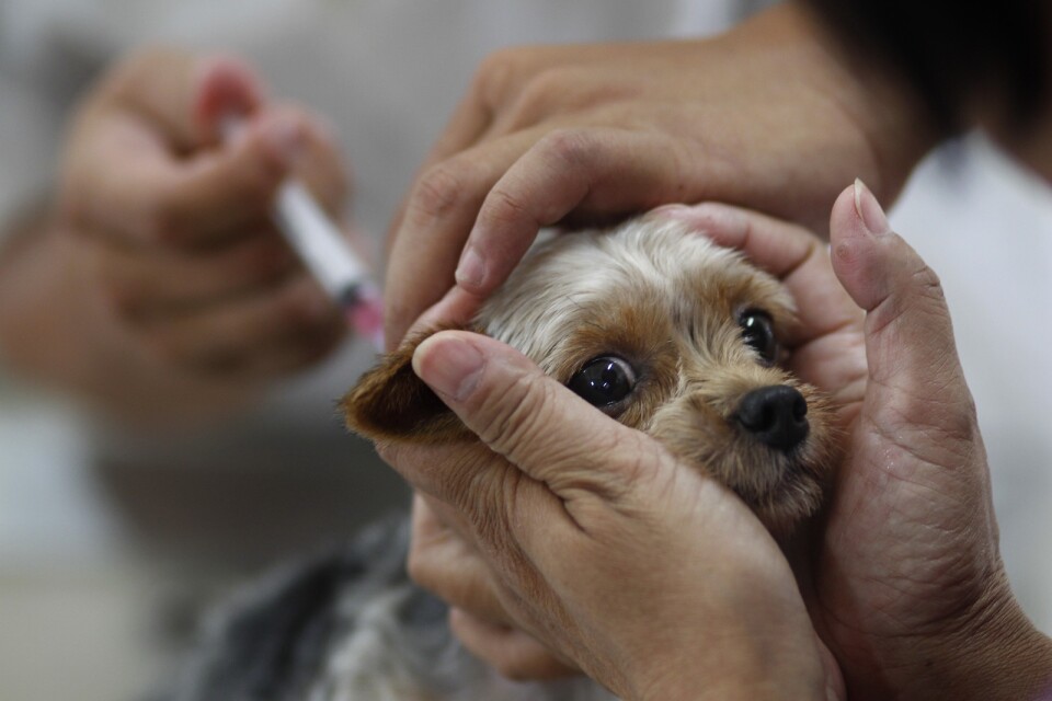 Importstoppet införs bland annat efter att myndigheten upptäckt att många hundar haft förfalskade vaccinationsintyg. Arkivbild.