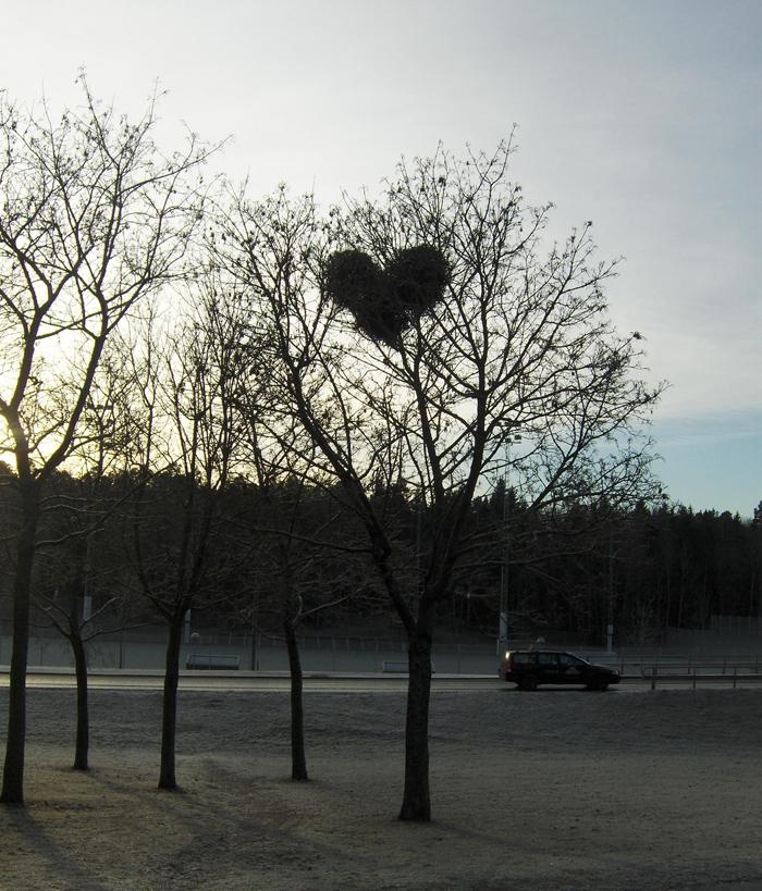 "Kärlek Från Rinkeby". John Chaginy har tagit den här fantastiska bilden av fåglarnas hjärtebo.