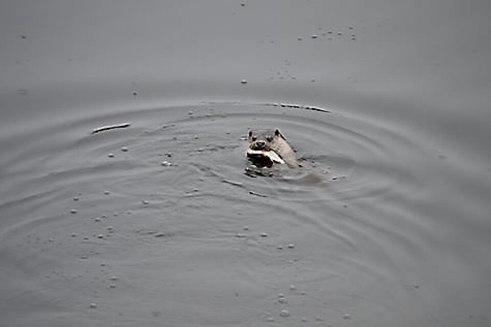 En utterhona och hennes två ungar är bara en av de arter som den senaste tiden återvänt till Vattenriket. FOTO: NATURUM