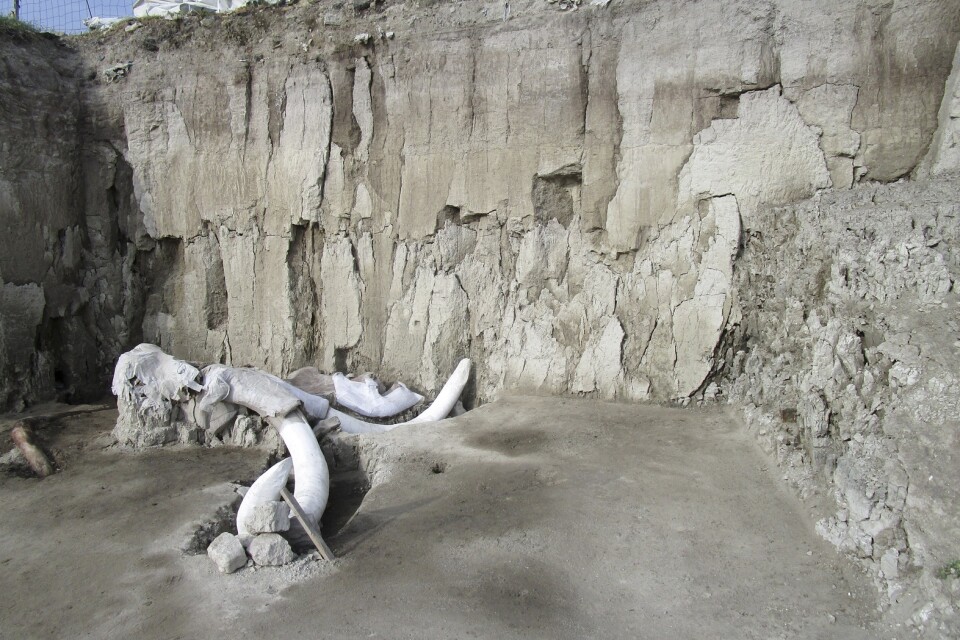 Skelettdelar av en mammut vid en utgrävningsplats i Tultepec i Mexiko.