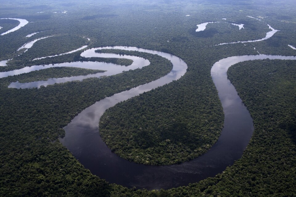 Amazonas regnskog. Arkivbild.