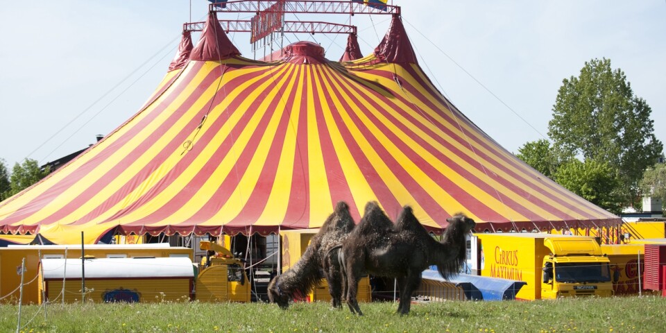 Växjö kan stoppa cirkus även för andra kommuner