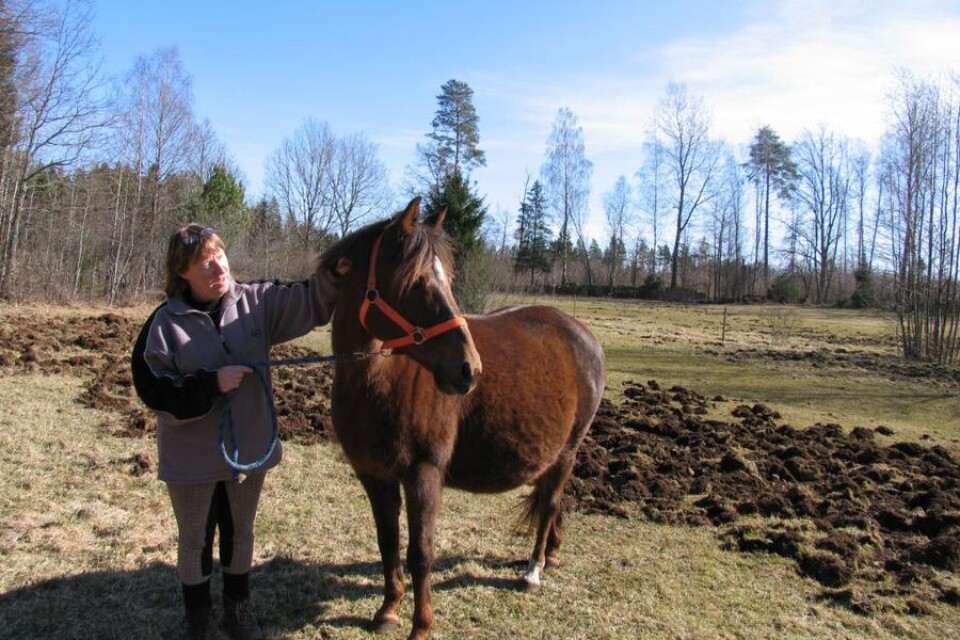 Marie Andersson har snart ingenstans att släppa ut sina hästar eftersom marken förstörs allt mer av vildsvinen.