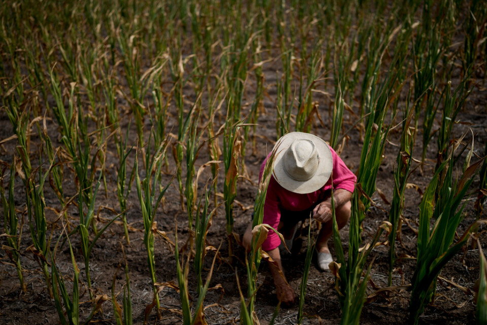 En lantbrukare inspekterar ett majsfält som torkat sönder i Pergamino i Argentina. Arkivbild.
