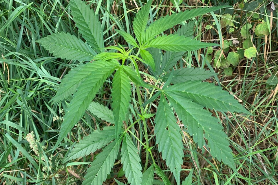 Cannabisplantor har hittats utmed en gångväg på Teleborg.