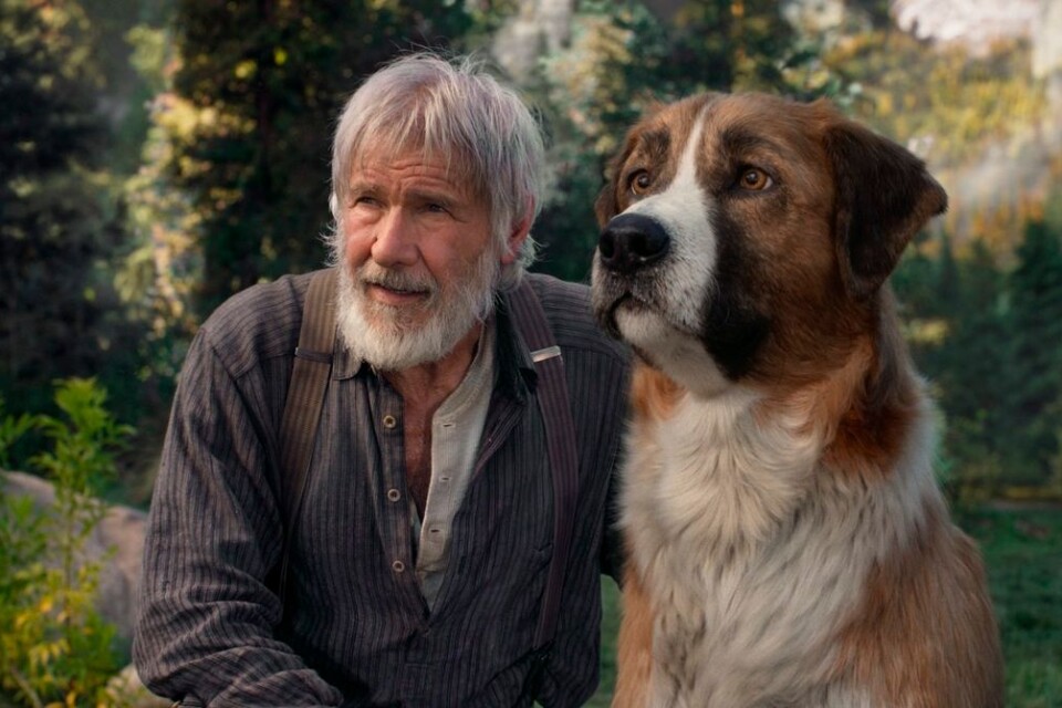 Harrison Ford spelar den enstörige John Thornton som stöter på hunden Buck i ”The call from the wild – skriet från vildmarken”.