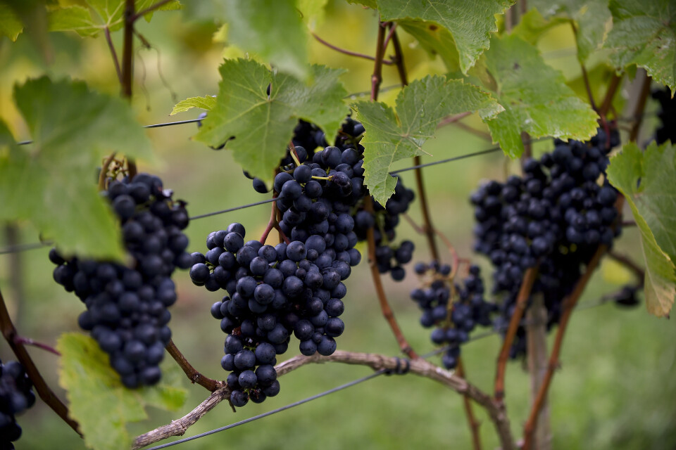 Skåne har 35 vingårdar.