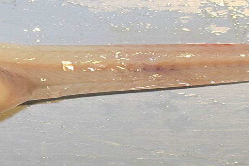 Ett exemplar av marianersnigelfisken, Pseudoliparis swirei. Likheten med ett grodyngel är påtaglig. Den når en längd av cirka 30 centimeter,