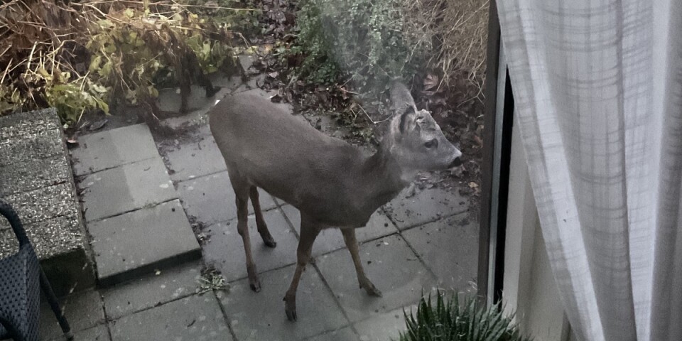 Rådjuren trivs i Kjell Olssons trädgård. På lördagsmorgonen kikade de in genom fönstret.