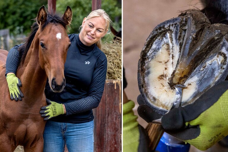Malin, 41, satsar på sin dröm – startar företag i hästbranschen