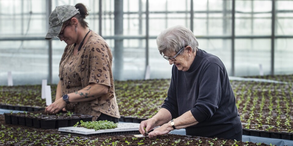 Asta Hofvander planterar penséer hos Arne Nilssons handelsträdgård. Intill henne jobbar hennes barnbarns sambo Louise.