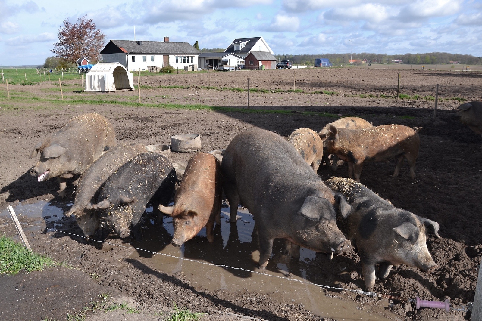 De nyvakna grisarna väntar ivrigt på frukosten.Foto: Tina L Bengtsson
