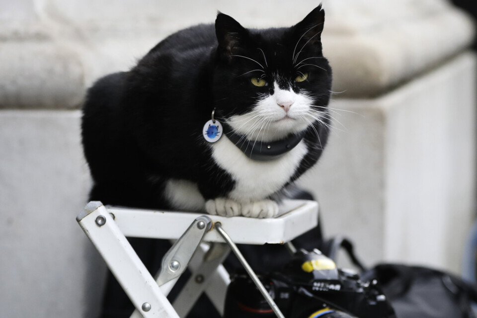 Palmerston, katten som tidigare bott på utrikesdepartementet i Storbritannien, har gått i pension. Arkivbild.