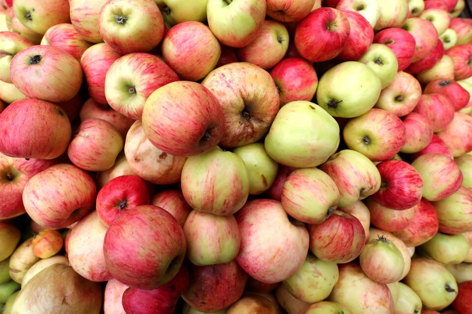 Många äpplen sorteras bort eller får falla till marken för att de inte är möjliga att sälja. Tanken med det nya projektet är att ta vara på och förädla mer av just denna frukt.