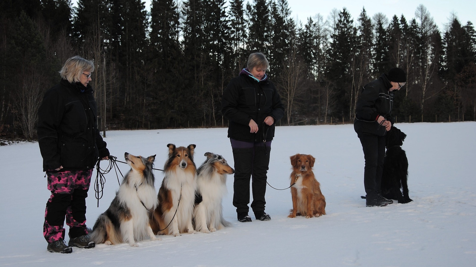 Tre eldsjälar i Osby brukshundklubb. Från vänster: Jeanette Hansson, Agneta Svantesson och Stina Nilsson med sina hundar. Intresset för att träna brukshundar är tidskrävande och fortfarande stort på tävlingsnivå, men intresset för andra former av aktiviteter med sin hund utvecklas hela tiden.                                                                                                     FOTO: SUSANNE GÄRE