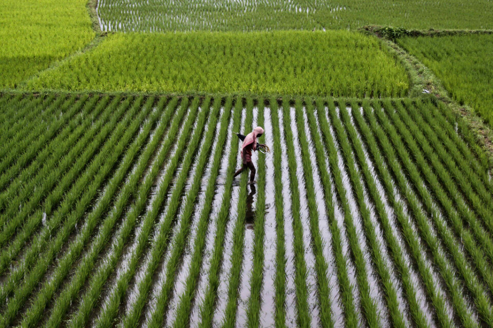Rispriserna har skenat i Asien. Arkivbild.