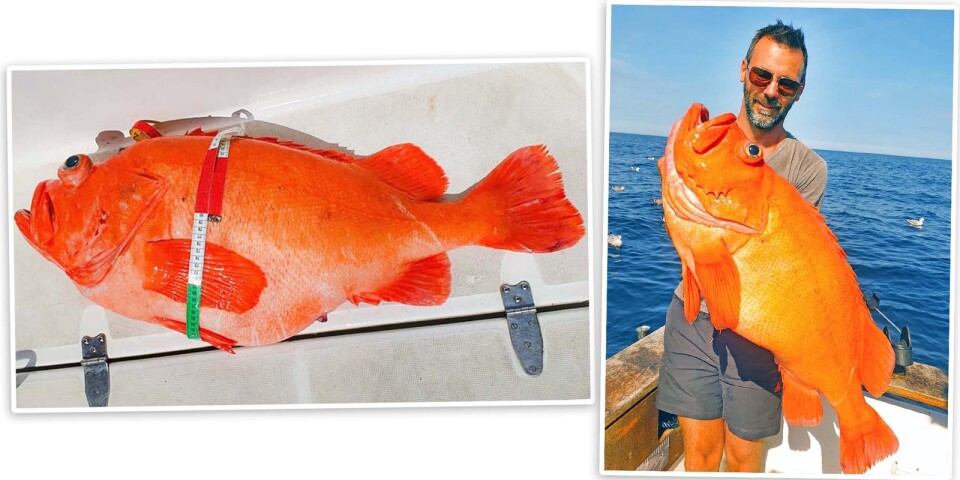 Fiskaren tog nytt svenskt rekord – med unik fisk: ”Extremt cool”