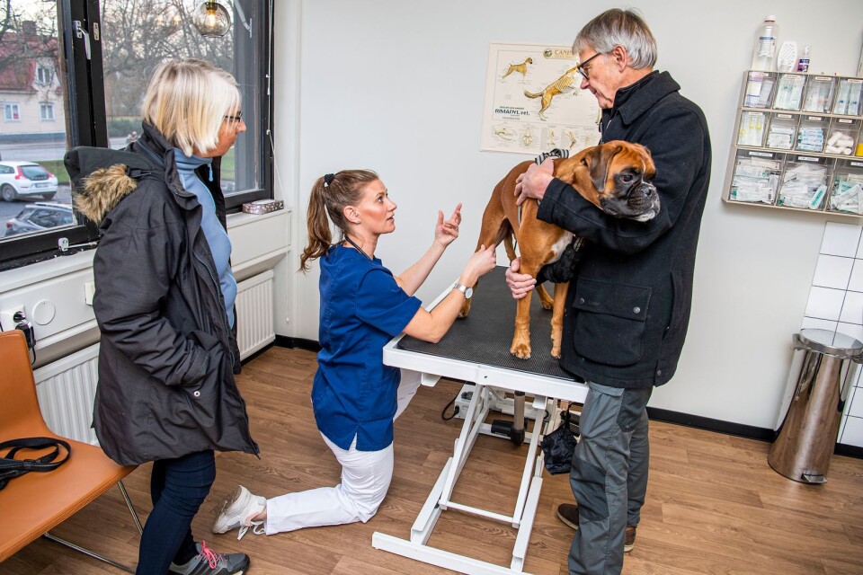 Hundägarna Karin och Anders Salomonsson var oroliga över några prickar hunden Hooch fått på magen.