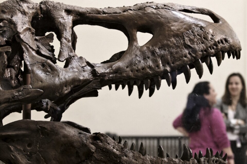 Mary Higby Schweitzers forskningsfynd på bland annat Tyrannosaurus Rex anses tillhöra 2010-talets viktigaste. Arkivbild.Foto: TT/AP J. Scott Applewhite