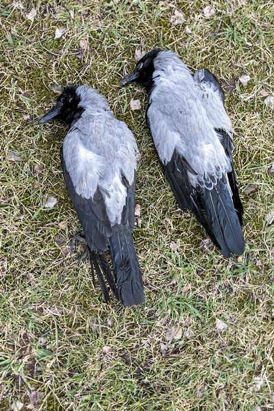 De flesta kråkor klarade sig helskinnade i blåsten. Men dessa två föll offer för jägarna.