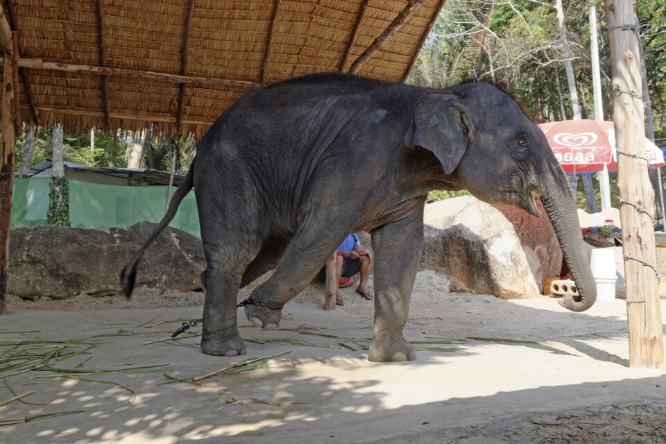 En elefant som framträder i Thailand. Många av elefanterna lever under svåra förhållanden. Arkivbild.