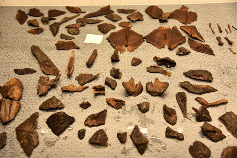 Det fanns ovanligt mycket rester – som dessutom var välbevarade – att analysera, berättar Stella Macheridis, osteolog och forskare vid Lunds universitet. Benplåten tros tillhöra en uppemot två meter lång atlantisk stör.