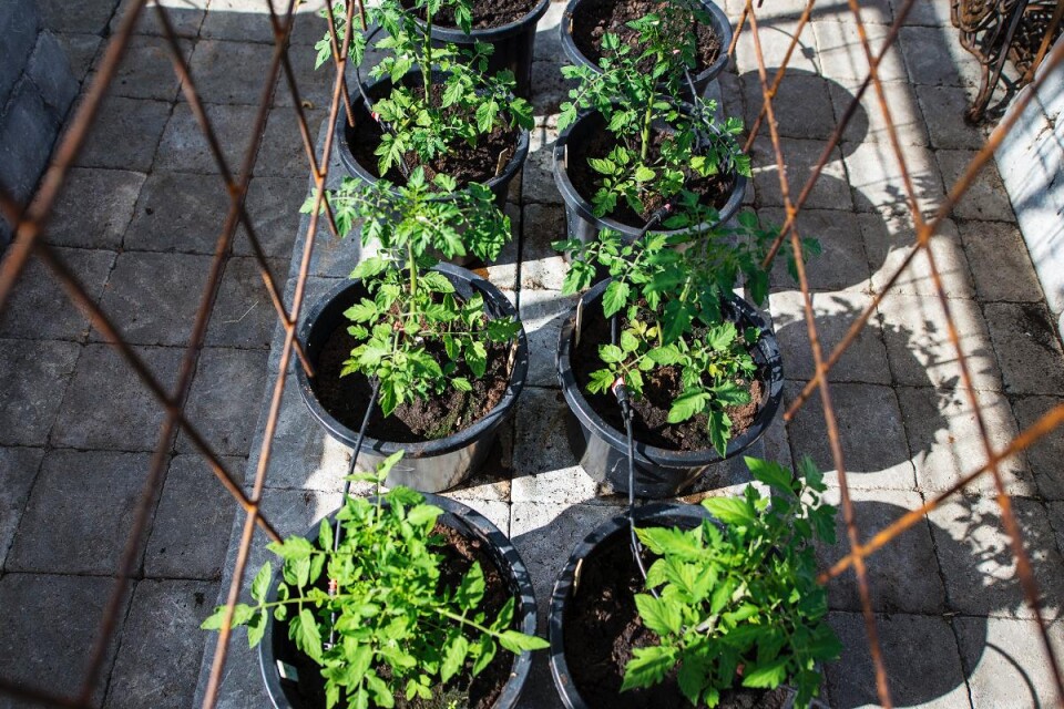 Än så länge står tomatplantorna skyddade inne i växthuset. Familjen brukar få så mycket tomater att det räcker året runt. Av tomaterna gör de ketchup, puré, krossade tomater och soltorkade tomater. Förra året fick familjen en bifftomat som vägde 1,8 kilo! Foto: Anton Lernstål