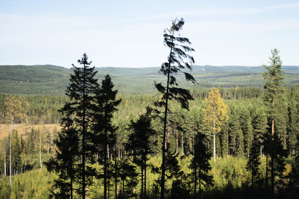 Norra skogsägarna och Norrskog har beslutat att gå samman till den nya ekonomiska föreningen Norra skog som blir Sveriges största skogsägarförening. Arkivbild.