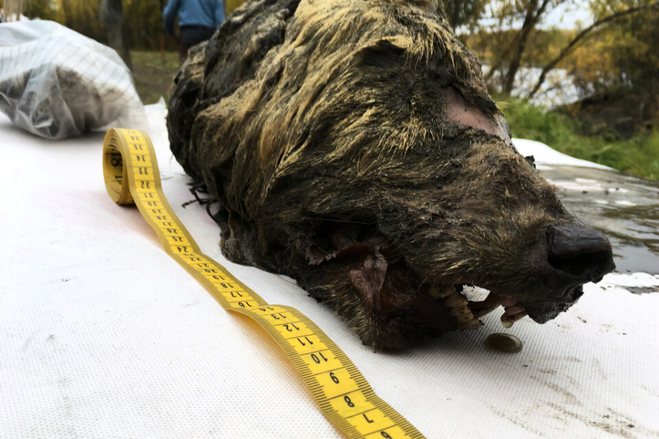 Fyndet av varghuvudet offentliggjordes vid en mammututställning i Japans huvudstad Tokyo.