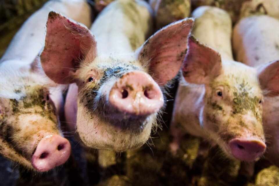 Bonden i Östra Göinge som fick 2500 grisar omhändertagna av länsstryrelsen förra sommaren har nu fått djurförbud. Grisarna på bilden kommer inte från gården. Foto: Emil Langvad/TT