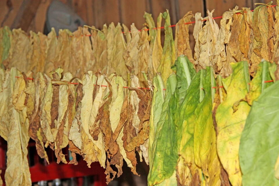 Tobaksblad i olika stadier av torkning.