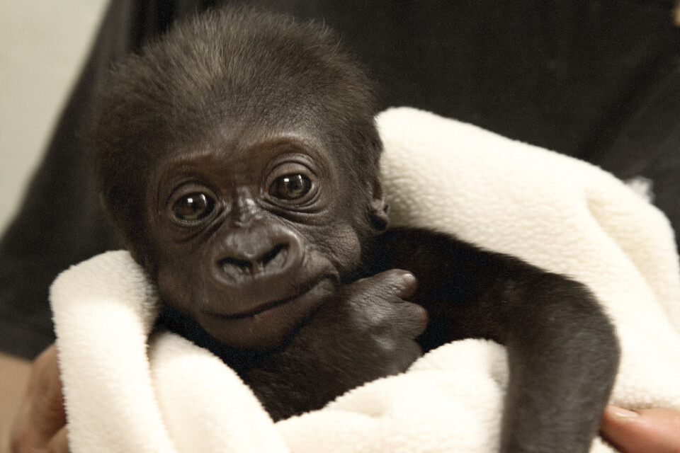 Enzo blev rikskändis när han som Sveriges första gorillaunge någonsin föddes på Kolmårdens djurpark 2006.