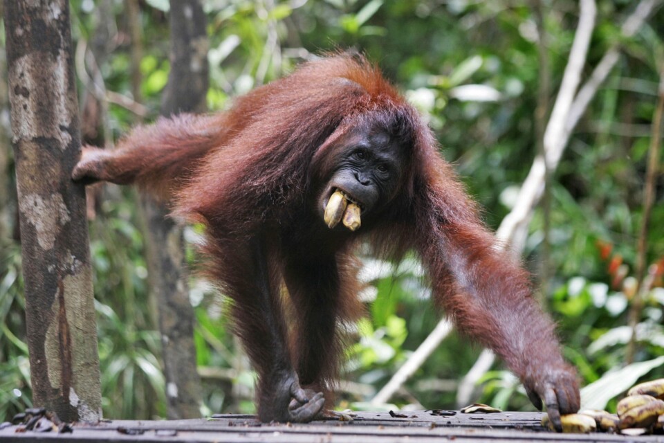 En orangutang på Borneo. Arkivbild.