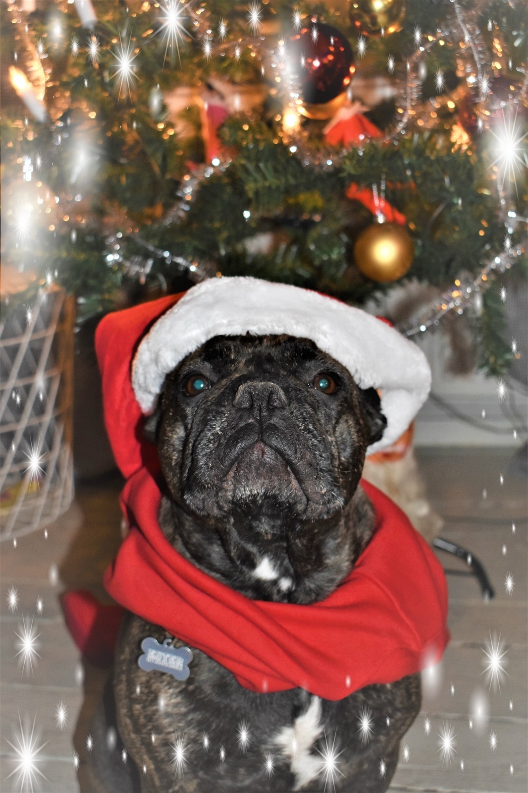 En julhund som liknar Grinchen, till både sätt och utseende. Foto: Elin Sohl