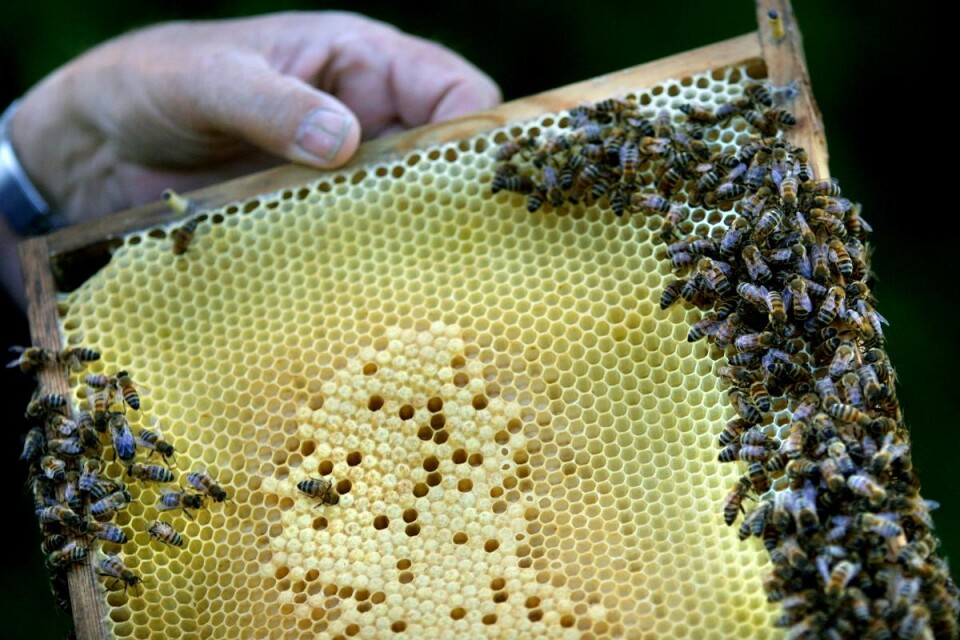 Barbacka får nya bikupor.
