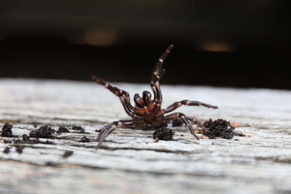 När spindeln lyfter på sina framben är det fara å färde. En vuxen hanes nervgift är livsfarligt för människor.