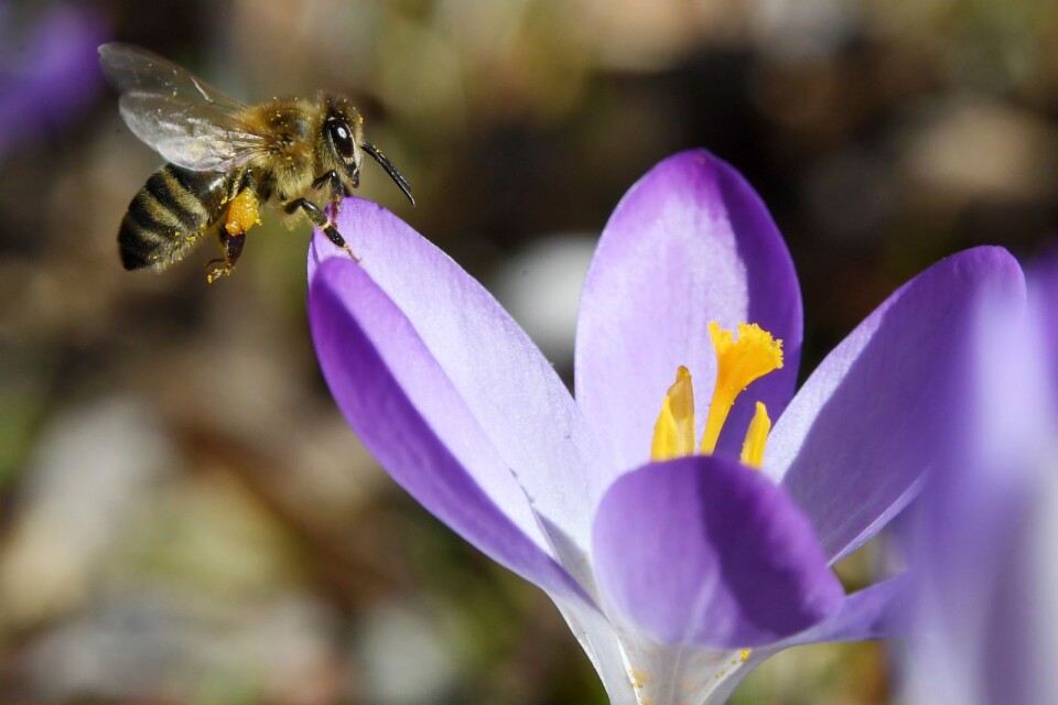 Blomsterängar är viktiga miljöer för insekter, fåglar, bin och humlor, skriver Karl-Erik Olofsson.