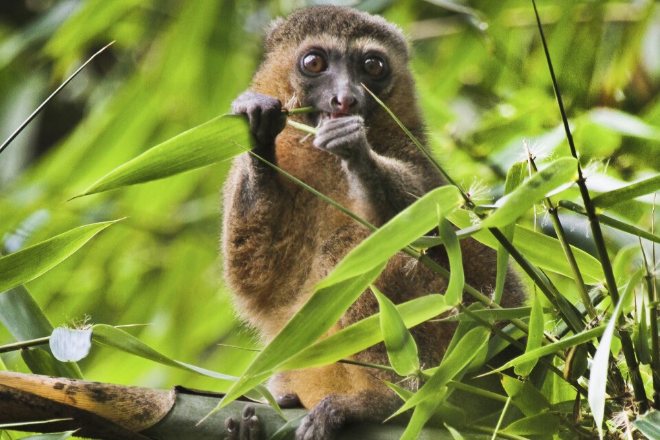 Av Madagaskars 107 lemurarter är 103 listade som starkt hotade. På bilden en gyllenhalvmaki som mumsar bambu i Madagaskar. Arkivbild.