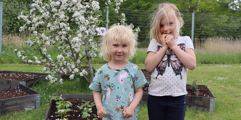 Förskolans nya projekt – har börjat med odlingar: ”Väcker nyfikenhet”